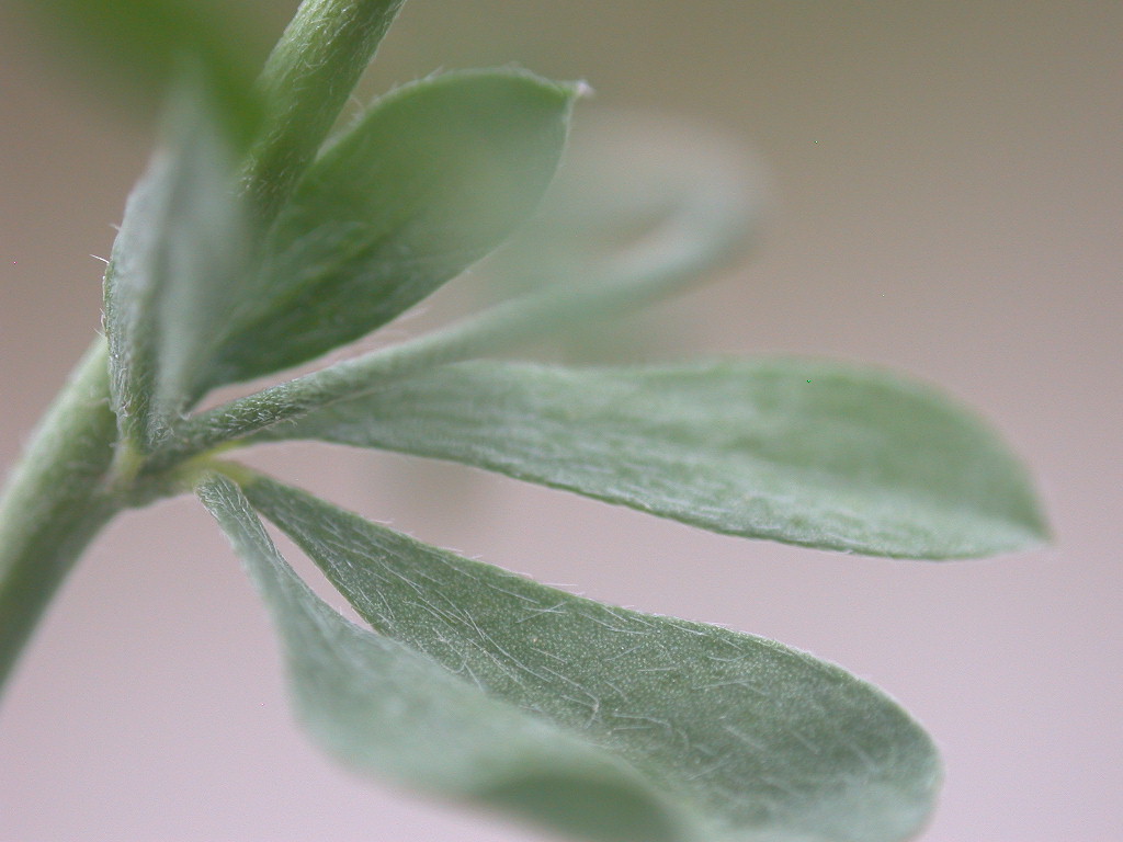 Lotus dorycnium (=Dorycnium pentaphyllum) / Trifoglino legnoso